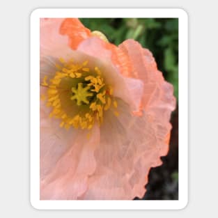 The Unfurling Present of the Peaceful Pink Poppy Sticker